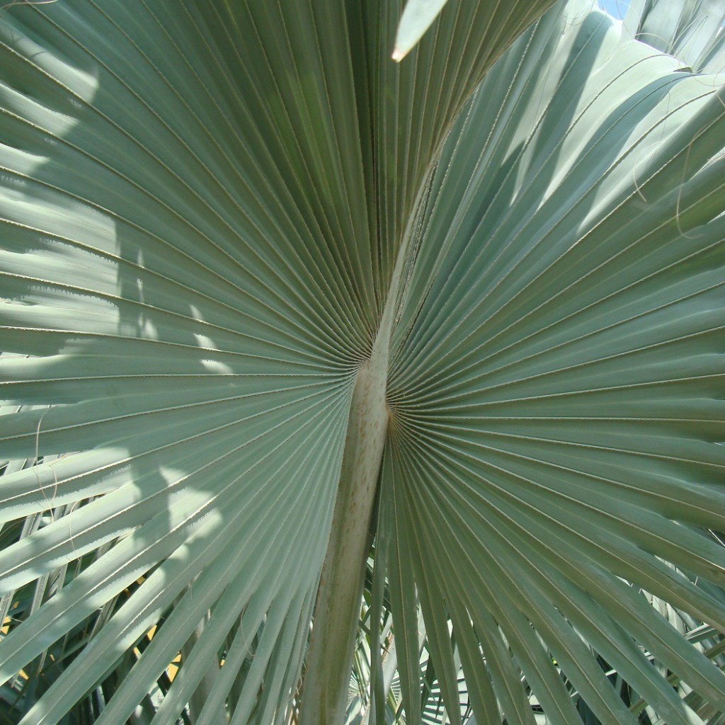 Ayurveda ve Döngüler