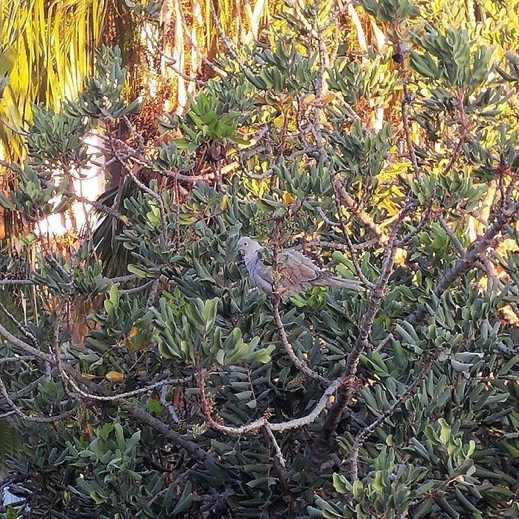 Çok Bilmek mi Azıcık Uygulamak&nbsp;mı?